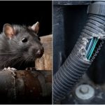 chuột ở trong xe lâu ngày gây nguy hiểm
