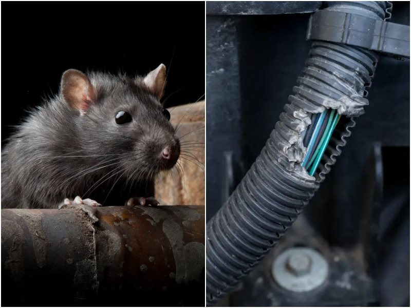 chuột ở trong xe lâu ngày nguy hiểm, đuổi chuột ô tô
