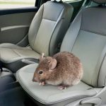 chuột sợ mùi xe mới