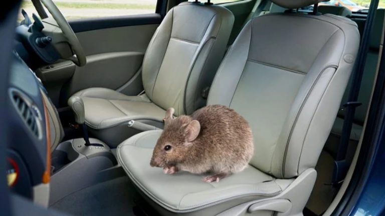 Chuột sợ mùi xe mới không?
