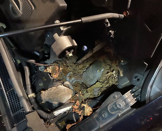 khoang máy bẩn dễ thu hút chuột, xịt đuổi chuột ô tô