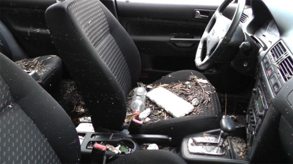 những hư hỏng trên ô tô do chuột gây ra, đuổi chuột ô tô