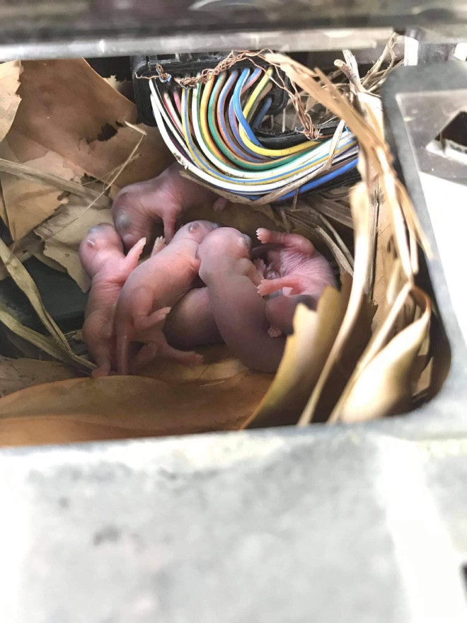 những hư hỏng trên ô tô do chuột gây ra, đuổi chuột ô tô