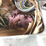 những hư hỏng trên ô tô do chuột gây ra, đuổi chuột ô tô