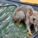 bẫy chuột tự chế, xịt đuổi chuột rat & pest oust