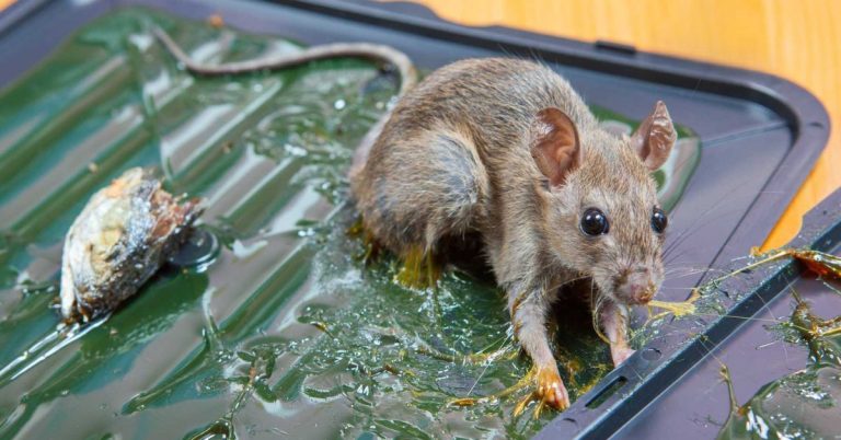 Bẫy chuột tự chế, cách bẫy chuột khôn hiệu quả