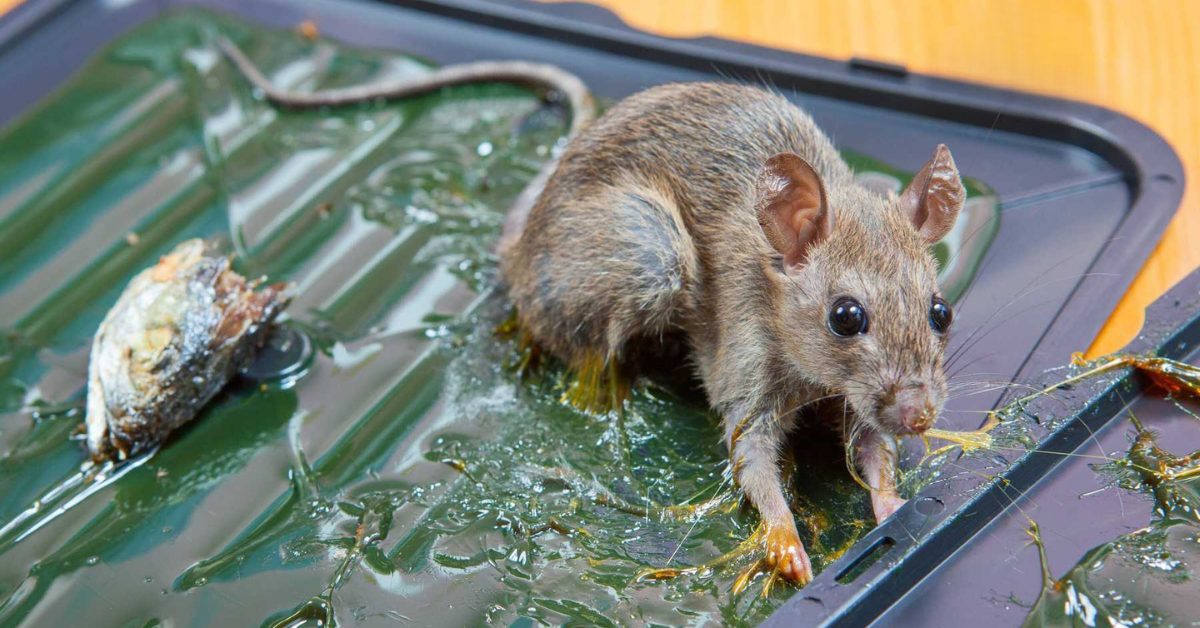 bẫy chuột tự chế, xịt đuổi chuột rat & pest oust