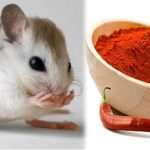 bột gì đuổi chuột hiệu quả, xịt đuổi chuột rat & pest oust