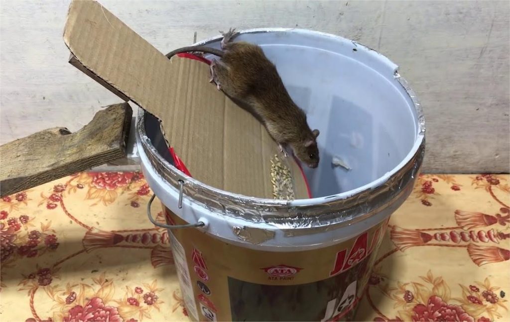 bẫy chuột trong nhà hiệu quả, xịt đuổi chuột rat & pest oust