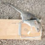 cách bẫy chuột trong nhà hiệu quả, xịt đuổi chuột rat & pest oust