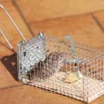 cách bẫy chuột trong nhà hiệu quả, xịt đuổi chuột rat & pest oust