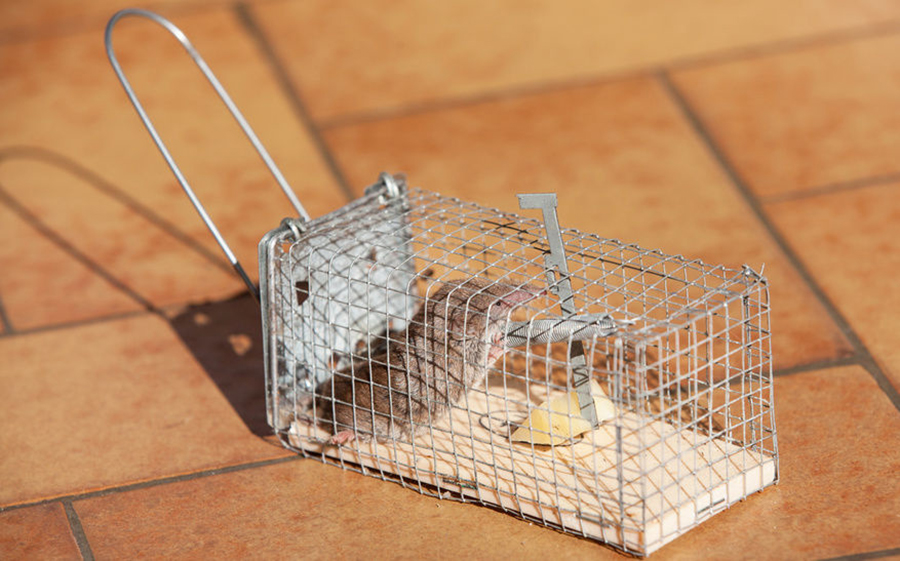 cách bẫy chuột trong nhà hiệu quả, rat & pest oust
