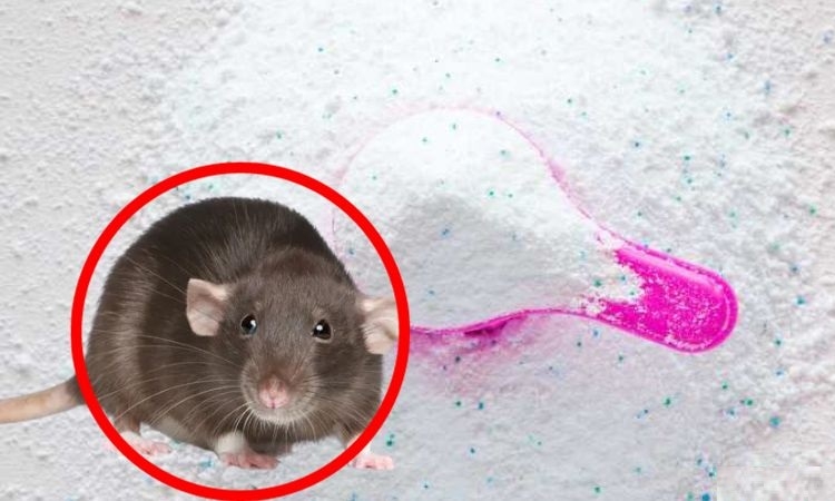 bỏ gì để chuột không vào nhà, xịt đuổi chuột rat & pest oust