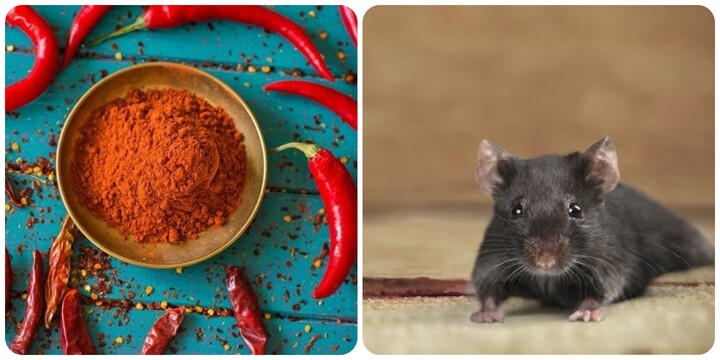 cách đuổi chuột bằng ớt bột, xịt đuổi chuột rat & pest oust
