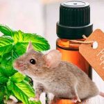 cách đuổi chuột không làm chuột chết, xịt đuổi chuột rat & pest oust
