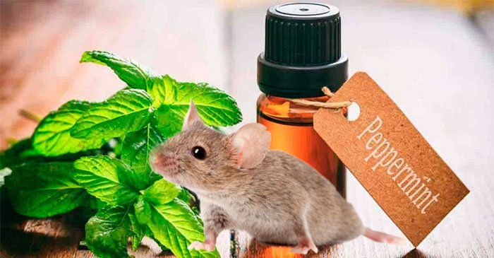 cách đuổi chuột không làm chuột chết, xịt đuổi chuột rat & pest oust