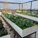 cách đuổi chuột trên sân thượng hiệu quả, xịt đuổi chuột rat & pest oust