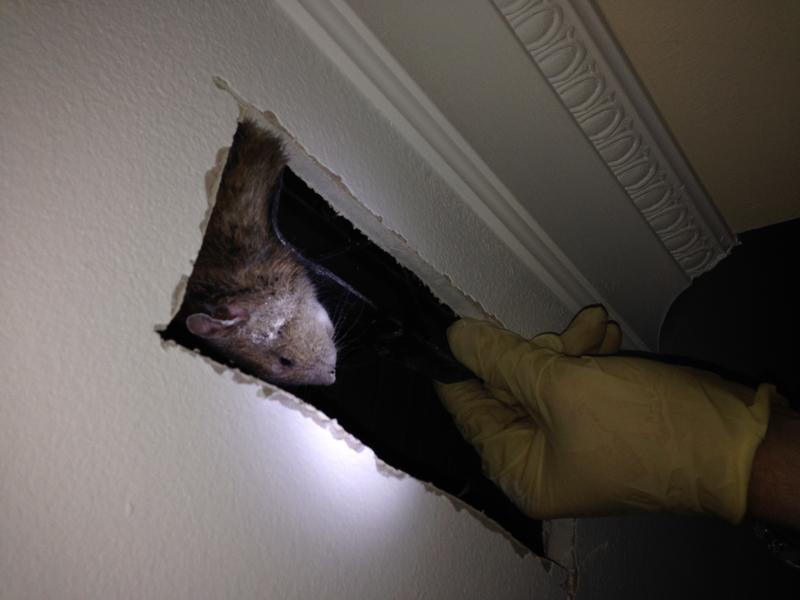 cách bẫy chuột trong nhà hiệu quả, xịt đuổi chuột rat & pest oust