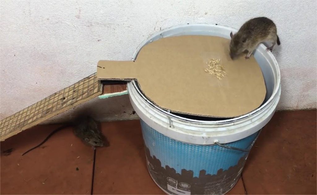 bẫy chuột tự chế, xịt đuổi chuột rat & pest oust
