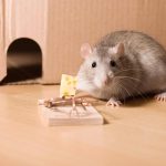 cách pha nước đuổi chuột hiệu quả, xịt đuổi chuột rat & pest oust