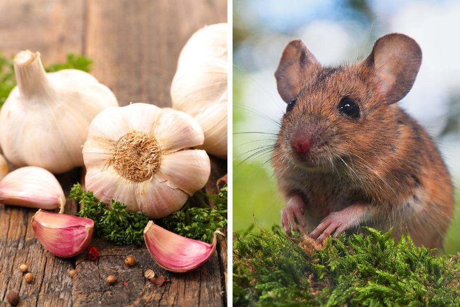 bỏ gì để chuột không vào nhà, xịt đuổi chuột rat & pest oust