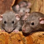 chuột thường trốn ở đâu