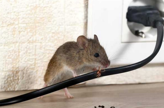làm sao đuổi chuột ra khỏi nhà, xịt đuổi chuột rat & pest oust