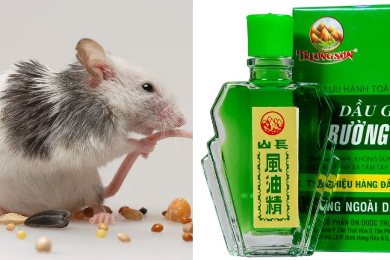 Chuột sợ dầu gì? 7 loại tinh dầu đuổi chuột hiệu quả, xịt đuổi chuột rat & pest oust
