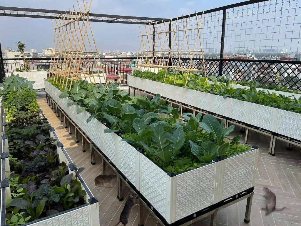 tinh dầu bạc hà có đuổi được chuột không, xịt đuổi chuột rat & pest oust