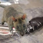 chuột thích cắn dây điện ô tô, xịt đuổi chuột engine cleaner