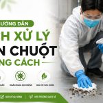 Cách dọn phân chuột an toàn, giảm nguy cơ lây bệnh, rat & pest oust