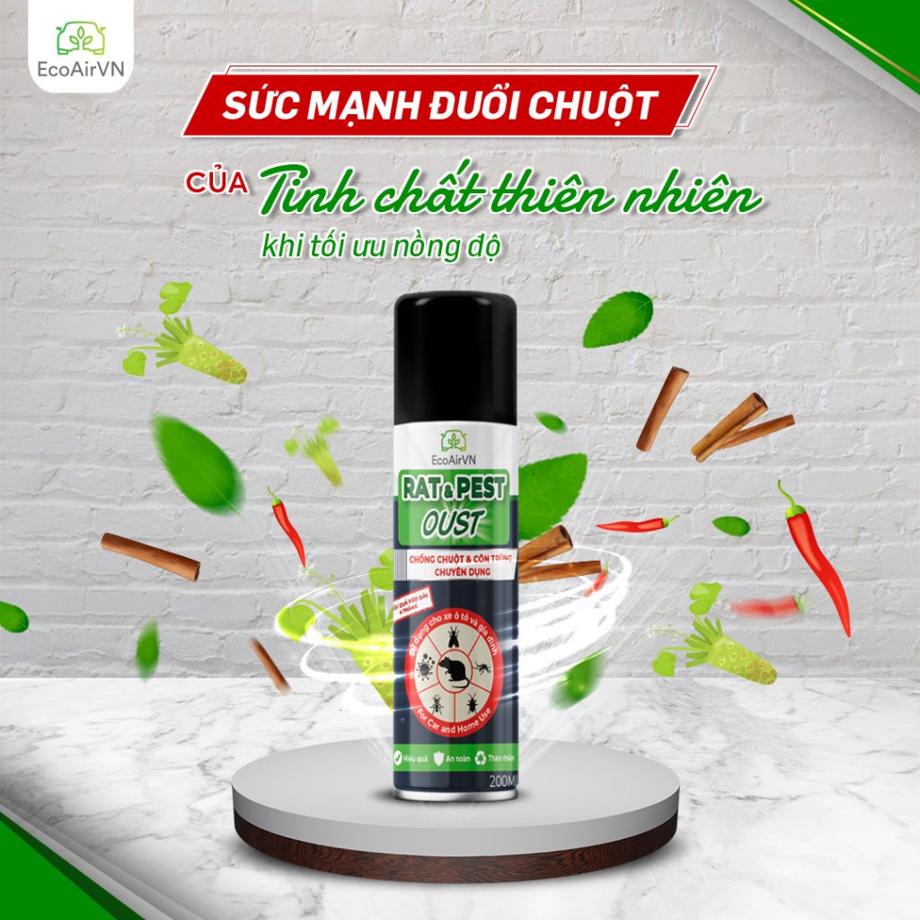 Vì sao mùa mưa chuột vào nhà nhiều, rat & pest oust