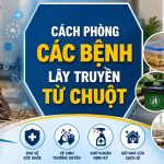 Hướng dẫn chi tiết cách phòng bệnh do chuột lây truyền