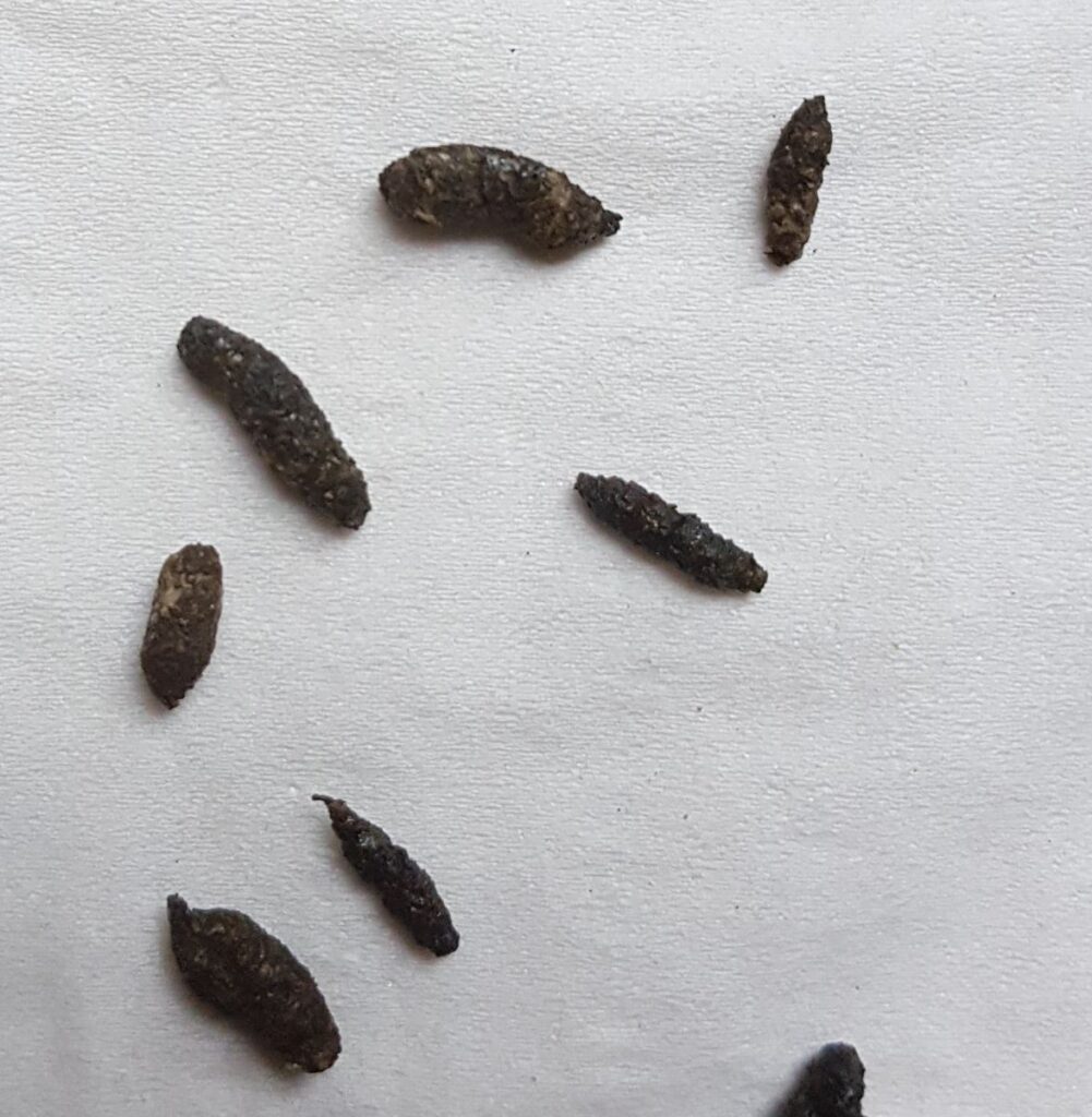 Chuột mang virus Hanta lây truyền cho con người qua đâu? rat & pest oust