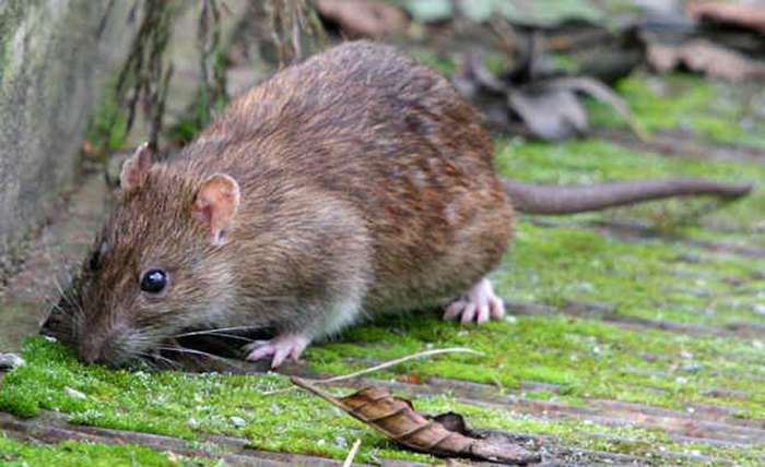 virus hanta ở việt nam có nguy hiểm không, rat & pest oust