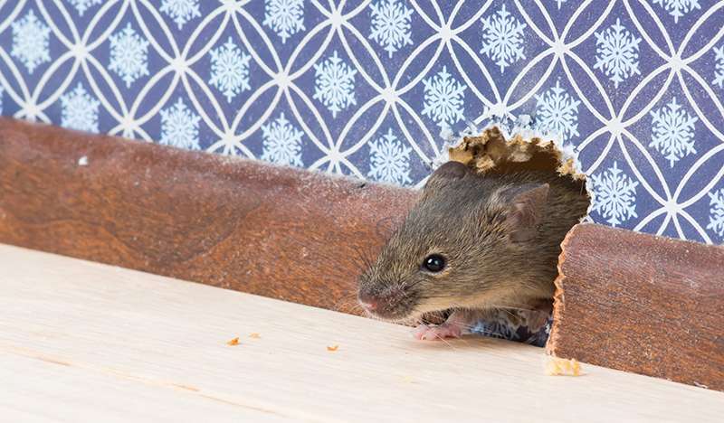 Vì sao mùa mưa chuột vào nhà nhiều, rat & pest oust