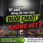 chuột vào nhà vì sao đuổi mãi không hết, rat & pest oust