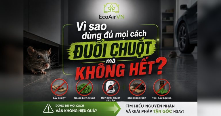Chuột vào nhà vì sao đuổi mãi không hết?