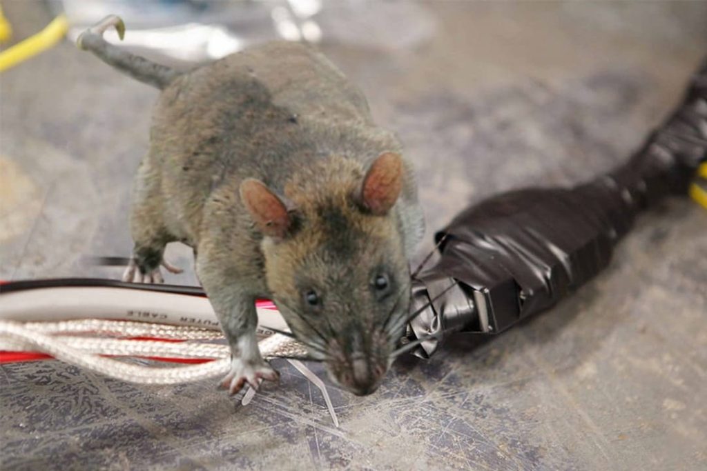Vì sao mùa mưa chuột vào nhà nhiều, rat & pest oust