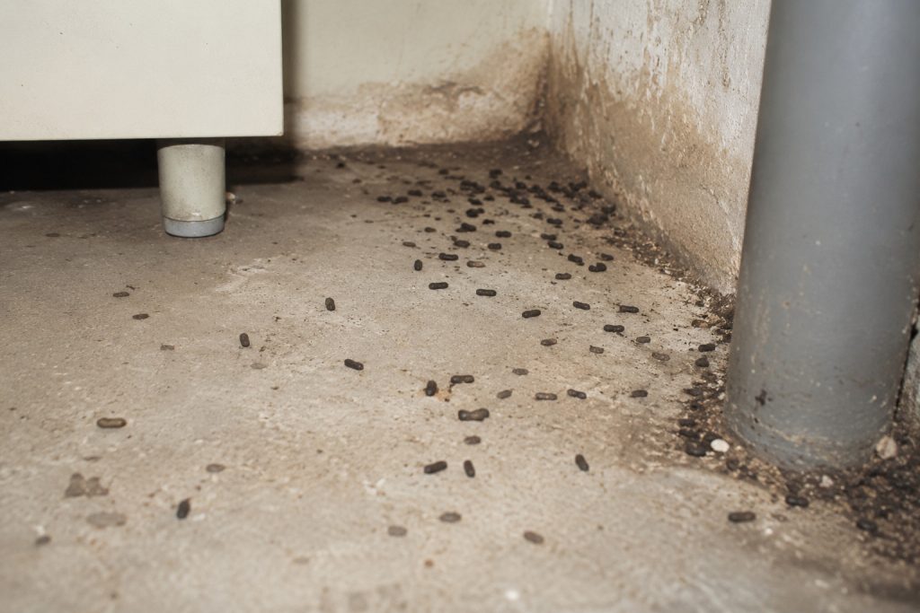 Cách dọn phân chuột an toàn, giảm nguy cơ lây bệnh, rat & pest oust