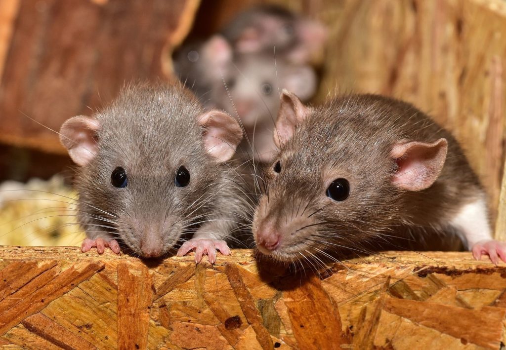 Triệu chứng virus hanta dễ nhầm với cảm cúm, rat & pest oust