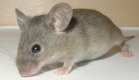 Virus Hanta là gì? Có lây từ người sang người không? rat & pest oust
