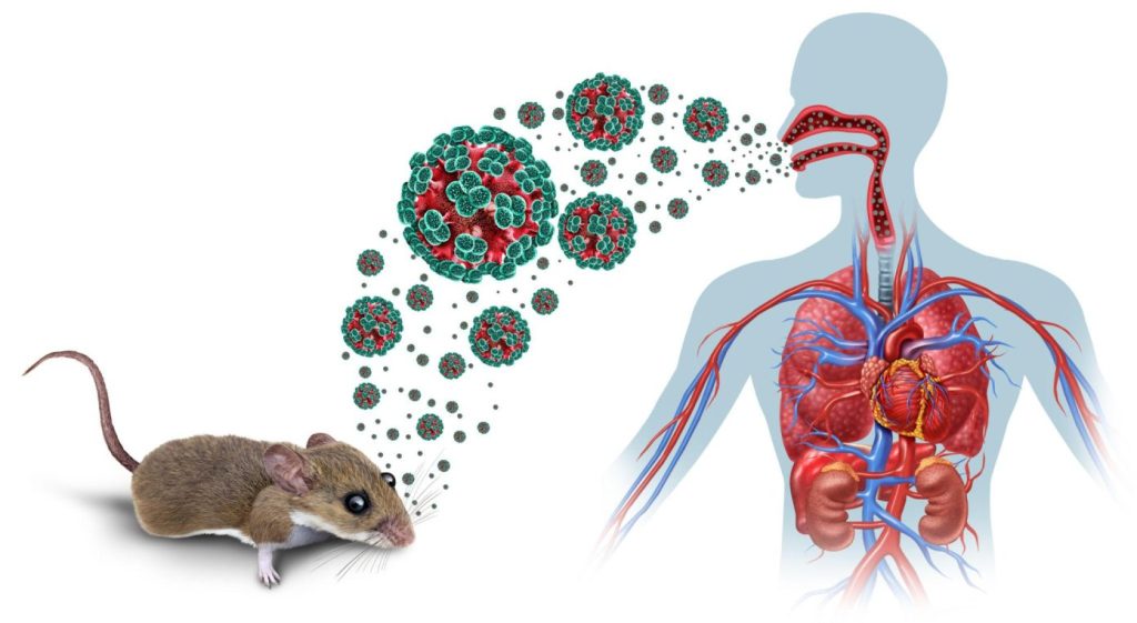 Cách dọn phân chuột an toàn, giảm nguy cơ lây bệnh, rat & pest oust
