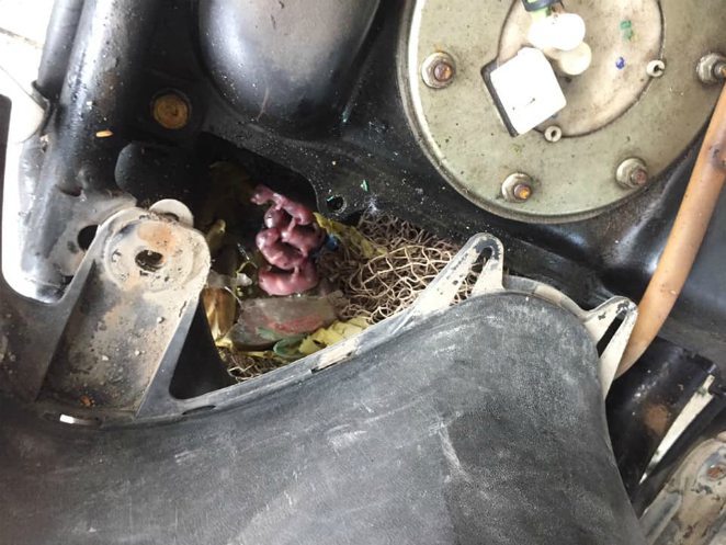làm gì khi chuột chui vào xe máy, engine cleaner, rat & pest oust
