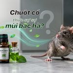 Vì sao chuột sợ mùi bạc hà nhưng vẫn quay lại? rat & pest oust