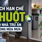 vì sao mùa mưa chuột vào nhà nhiều, rat & pest oust