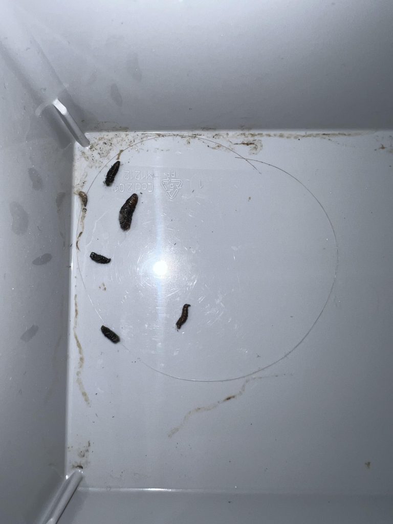 Virus Hanta là gì? Có lây từ người sang người không? rat & pest oust
