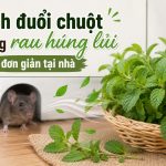 Cách đuổi chuột bằng rau húng lủi đơn giản tại nhà, rat & pest oust