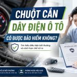 chuột cắn dây điện có được bảo hiểm không, engine cleaner