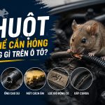 Chuột có thể cắn hỏng những gì trên ô tô? engine cleaner